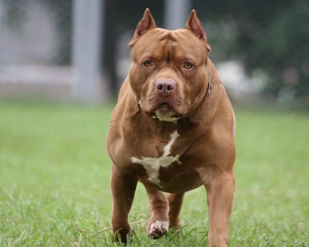 Пловдивската прокуратура разследва случая с нахапаното дете от питбул в Асеновград