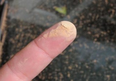 Сахарски пясък обля Пловдив и околността където днес вали жълтеникав