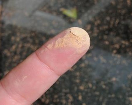 Сахара дойде в Пловдив