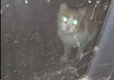 Котка е затворена и бедства в магазин на Централна газа