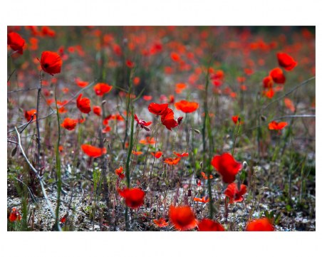 Пловдивска галерия обедини артистите си с благотворителна изложба в помощ на Украйна