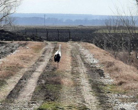 Пловдивското село Белозем посрещна първите щъркели