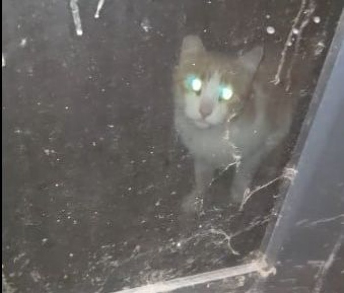 Котка е арестант в магазин в Пловдив, търсят вариант за евакуация