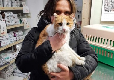 Котката която се оказа арестант в пловдивски магазин е освободена