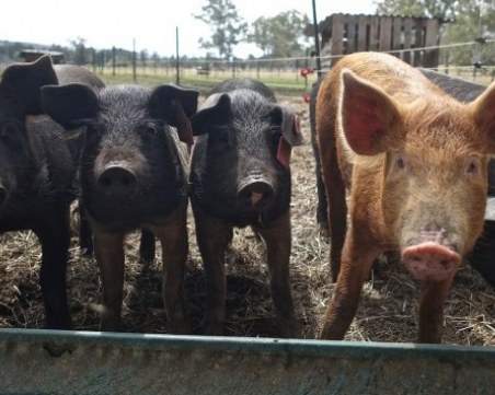 ЕК облекчи ограниченията за търговия със свинско месо у нас, но Пловдив остава в червената зона