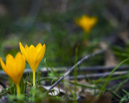 Настъпи астрономическата пролет
