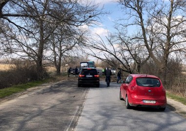 Голямо дърво се отчупи и се стовари на пътя Пловдив Първомай