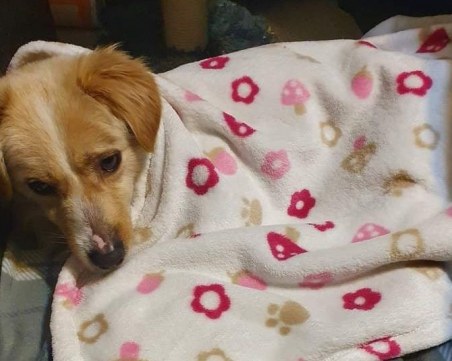 Благодетел осинови парализирания Боби, по който беше стреляно в Пловдивско