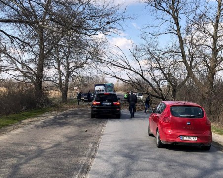 Дърво се стовари на пътя Пловдив-Първомай, образува се задръстване