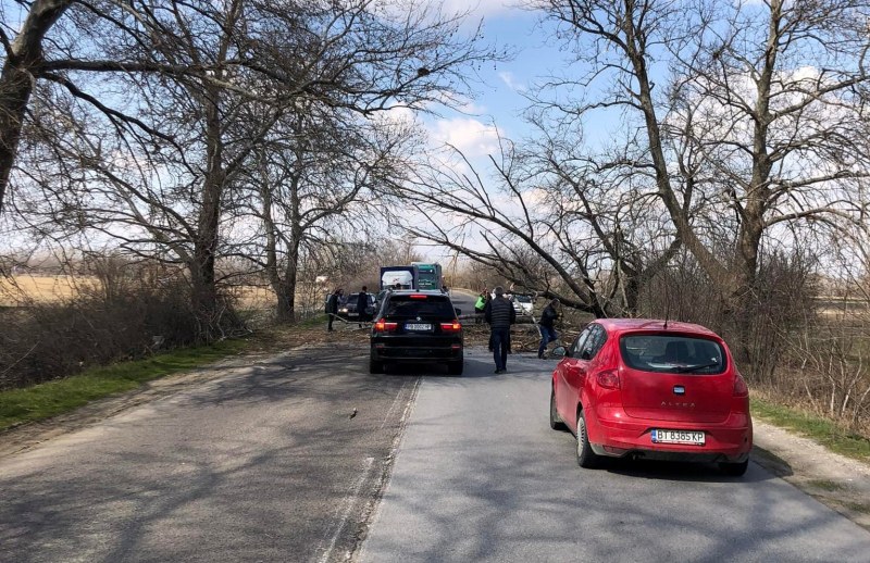 Голямо дърво се отчупи и се стовари на пътя Пловдив-Първомай,