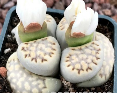 Пролетно събуждане за вашите  сукулентни растения от Кактус Онлайн!