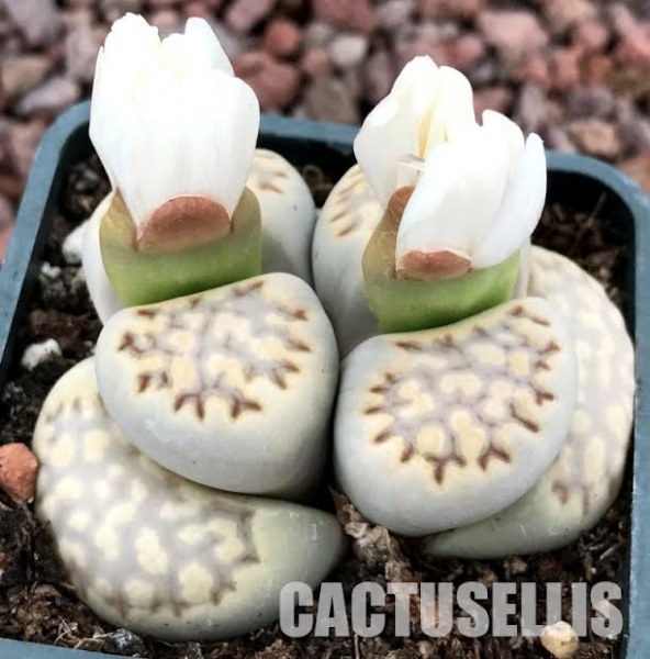 Пролетно събуждане за вашите  сукулентни растения от Кактус Онлайн!
