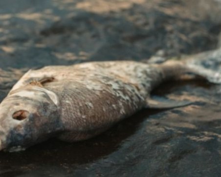 Фекални води отровиха близо 20 тона риба в язовир 