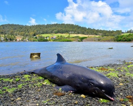 Над 20 мъртви делфина са били изхвърлени на брега край Истанбул