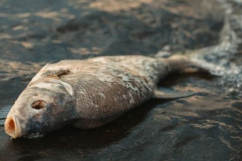 Фекални води отровиха близо 20 тона риба в язовир 
