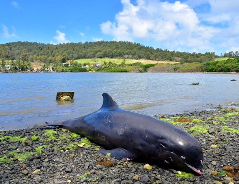 Над 20 мъртви делфина са били изхвърлени от морето на