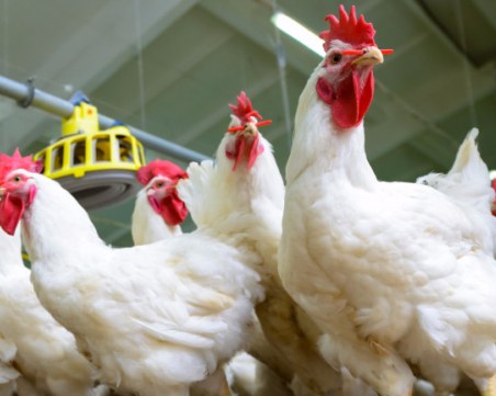 Установиха ново огнище на птичи грип край Пловдив, избиват 177 хил. птици