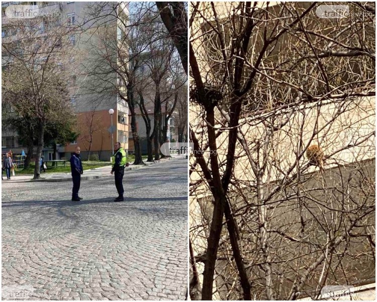 Акция в центъра на Пловдив: ГЗ опитват да свалят котка от 15-метрова височина