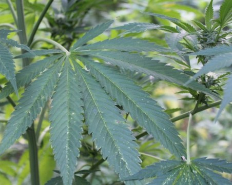 Задържаха младеж за отглеждане на канабис в Пловдив