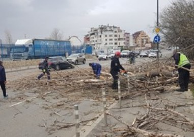 На 50 сигнала за счупени клони и дървета в София