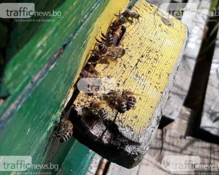 Какви са последствията за здравето ни от изчезването на пчелите