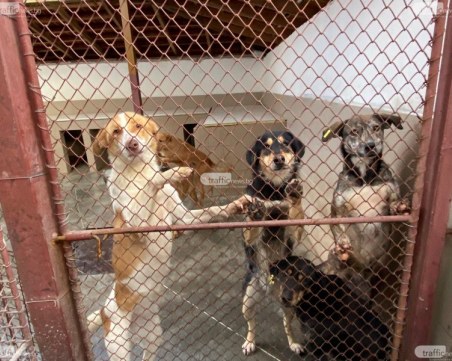 Кучетата полицаи от база 