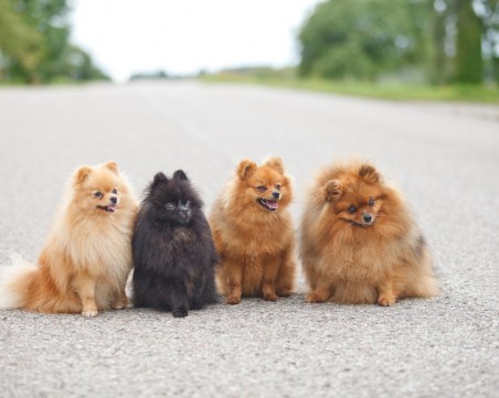 Най-красивите кучета в света идват в Пловдивския панаир