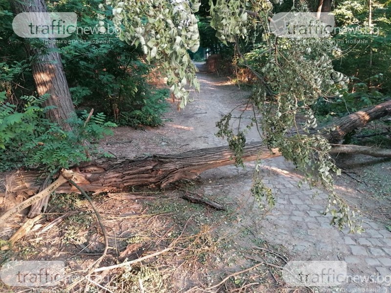 Силен вятър събора десетки дървета в Пазарджишко, нанесени са щети и върху кола