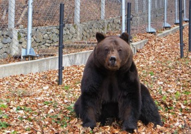 Паркът за танцуващи мечки край Белица остава затворен Атракциона бе