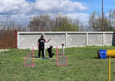 Демонстрации с полицейско куче професионален груминг и прескачане на препятствия