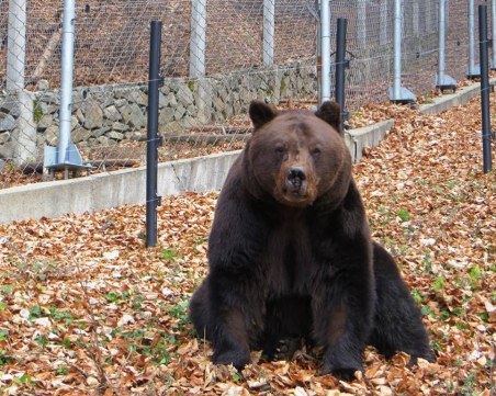 Паркът за танцуващи мечки край Белица остава затворен
