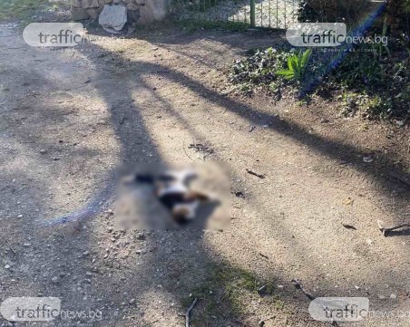 Изверг трови котки в Марково,  полицията и кметът подхванаха случая