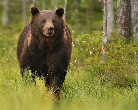 РИОСВ проверява нападение от мечка в Карловско