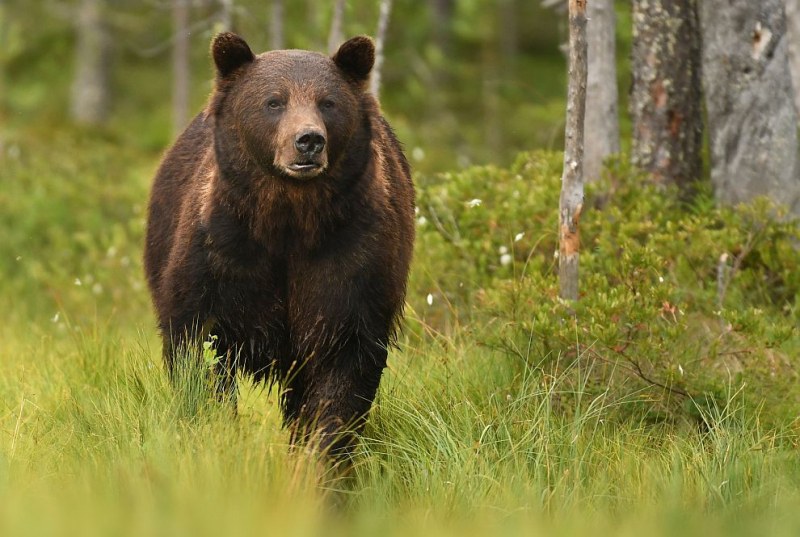 РИОСВ проверява нападение от мечка в Карловско