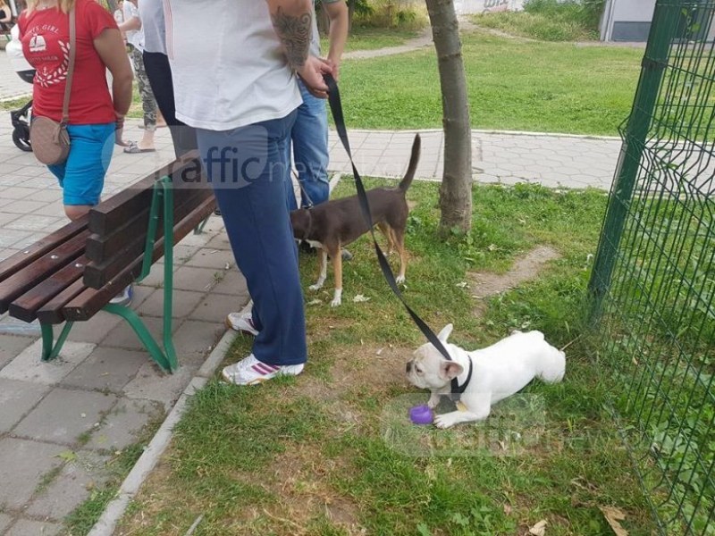 Община Пловдив с кампания за кастрацията на домашни кучета и котки