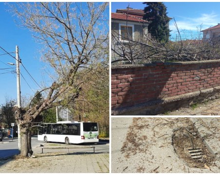 Частни резачи, наети от EVN, осакатиха десетки дървета в Коматево