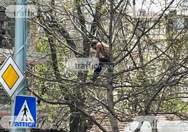 Неадекватен мъж се качи на дърво в Кършияка на бул
