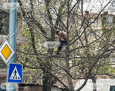 Неадекватен мъж буйства в Кършияка - качи се на дърво и чупи клони