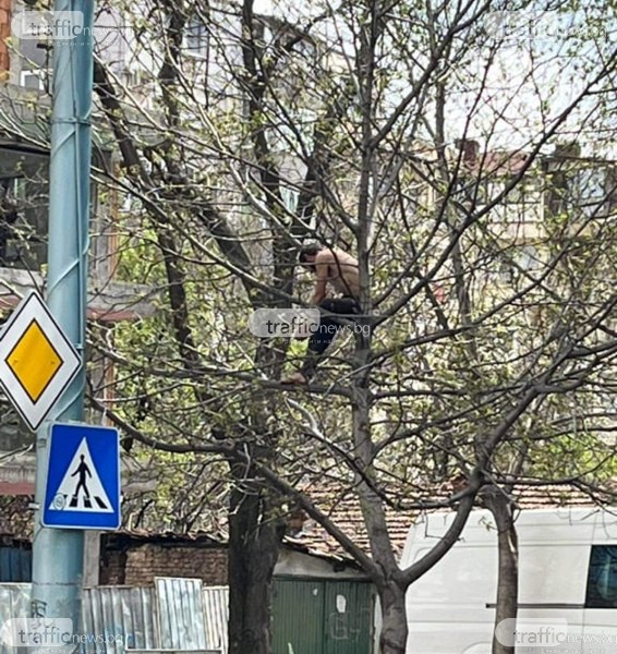 Неадекватен мъж буйства в Кършияка - качи се на дърво и чупи клони