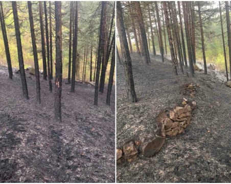 Пожар изпепели 5 дка иглолистна гора в Пловдивско