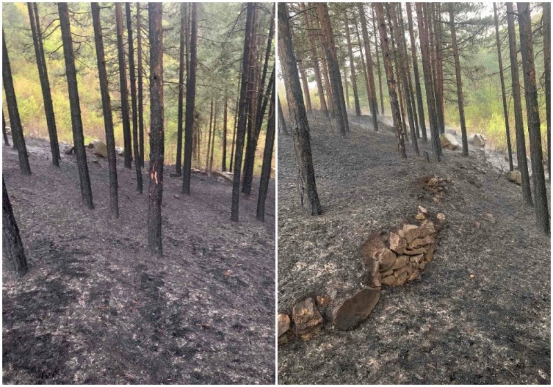 Пожар изпепели 5 дка иглолистна гора в Пловдивско