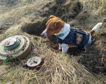 Джак ръселът Патрон е открил 150 невзривени бомби в Чернигов