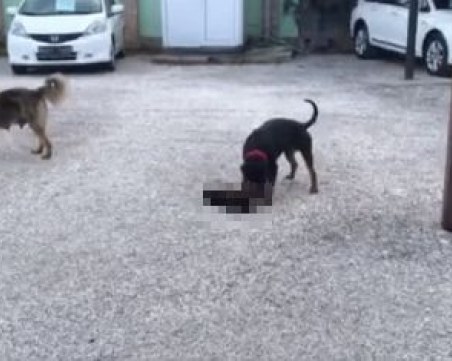 Домашен ротвайлер убива бездомни котки в София