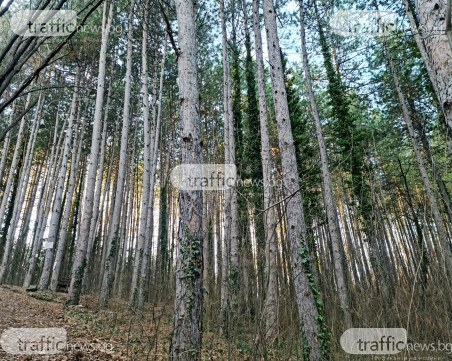 Изсичането на гори в земеделски земи вече ще се прави след преценка за необходимостта от ОВОС