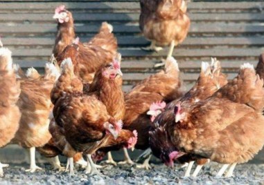БАБХ потвърди огнище на Инфлуенца по птиците в животновъден обект