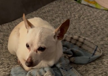 Световните рекорди на Гинес съобщиха че чихуахуа във Флорида на