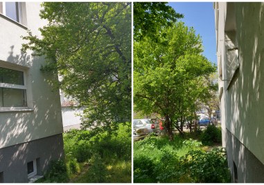 Саморасли дървета смущават жители на наскоро саниран блок в пловдивския