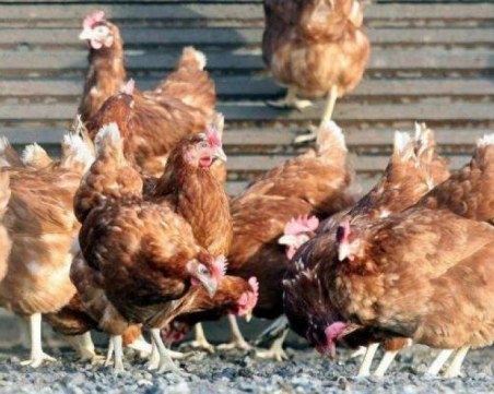 БАБХ потвърди огнище на инфлуенца по птиците в пловдивско село