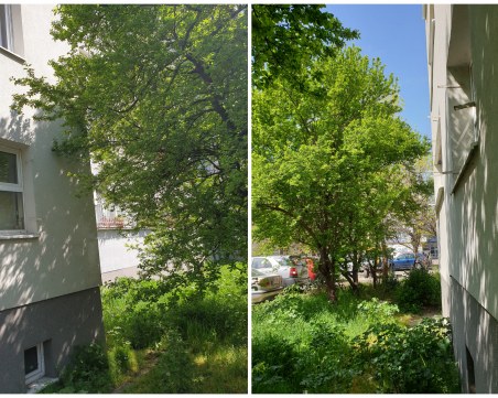 Саморасли дървета смущават жители на наскоро саниран блок в Пловдив - искат спешно кастрене