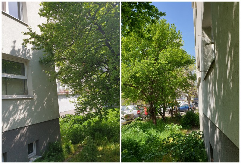 Саморасли дървета смущават жители на наскоро саниран блок в пловдивския